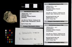 Foto (Objekt + Etikett) von Goniodromites sp.  (NHMW-GEO-1990-0041-3678b)